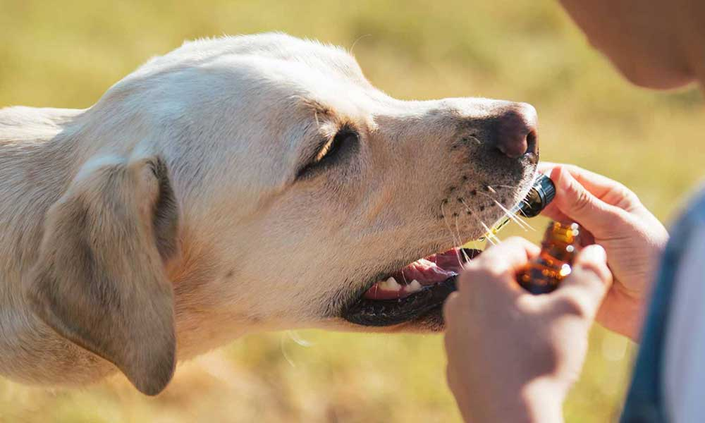 CBD Dog Treats: What Pet Owners Should Know Before Buying