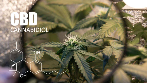 What Is Cannabidiol (CBD)? Everything You Need to Know