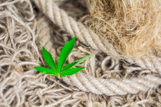 The Future of Hemp Manufacturing and Market Expansion